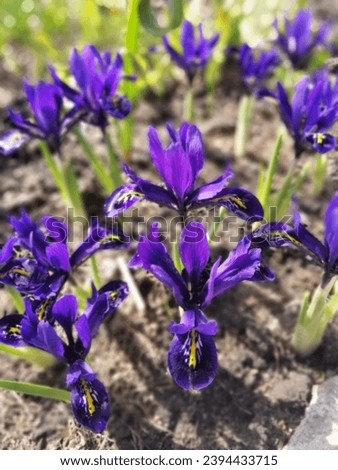  first spring flowers. Tuberous. Blooming purple and yellow low Iris reticulata in the garden. Floral Wallpaper