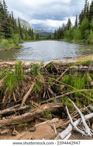 Lake Clark National Park, Alaska. A beaver dam or beaver impoundment is a dam built by beavers to create a pond. Offshoot of Tlikakila River.  Royalty-Free Stock Photo #2394442947