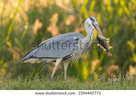 Grey heron - Ardea cinerea with fish in beak on green background. Photo from Milicz Ponds in Poland.