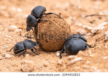 Dung Beetle at Addo Elephant National Park, South Africa Royalty-Free Stock Photo #2394452815