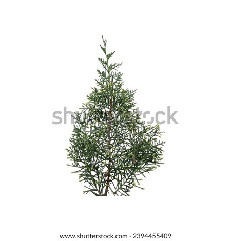 beautiful pine leaves in green color and white background