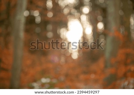 BLURRY AUTUMN NATURE FOREST AND SUN SHINE SEEN THROUGH THE TREES, WOOD PARK BACKDROP 