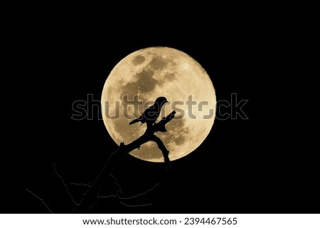 A bird sits on a branch and waits for its prey. At night, the full moon behind it gives the bird a beautiful feeling of loneliness.Dark picture