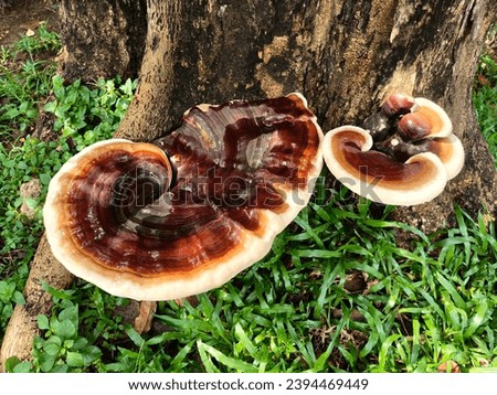 Mushroom growing by attaching on tree trunk 