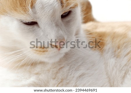 Bored face of cat close up. Sleepy, Thoughtful, thinking, sad and tired cat look. Selective focus at the nose. Cat boredom concept. Royalty-Free Stock Photo #2394469691