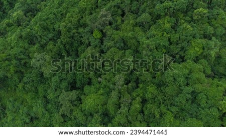 An aerial photo of a tropical forest in Aceh Province, Indonesia.