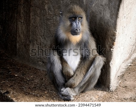 A mandrill monkey portrait close up