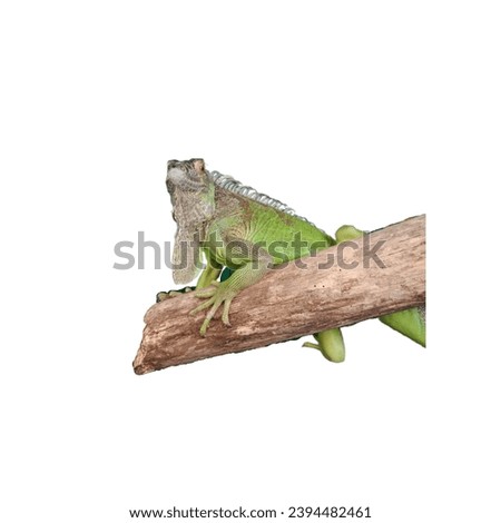 Chameleons in a beautiful zoo on a white background