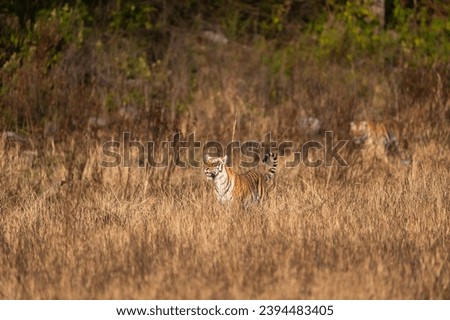 indian wild female tiger or panthera tigris head on tail up on prowl terai region forest in natural scenic grassland in day safari at dhikala zone of jim corbett national park uttarakhand india asia Royalty-Free Stock Photo #2394483405