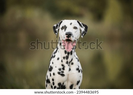 healthy and young dalmatian posing Royalty-Free Stock Photo #2394483695