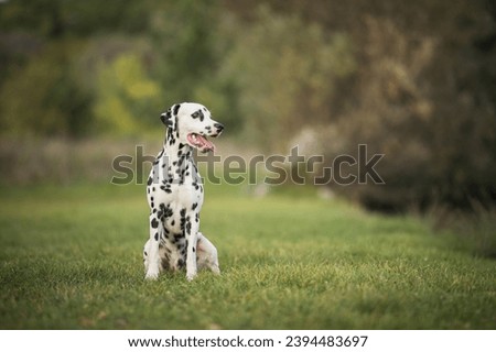 healthy and young dalmatian posing Royalty-Free Stock Photo #2394483697