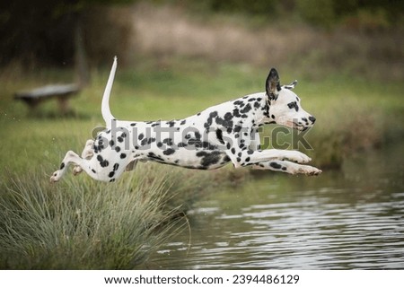 healthy and young dalmatian playing, jumping and running Royalty-Free Stock Photo #2394486129