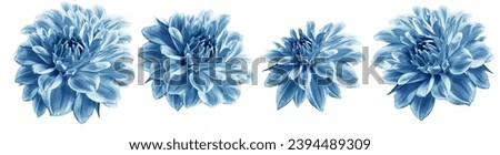 Set  light blue dahlias. Flowers on black isolated background with clipping path.  For design.  Closeup.  Nature. Royalty-Free Stock Photo #2394489309