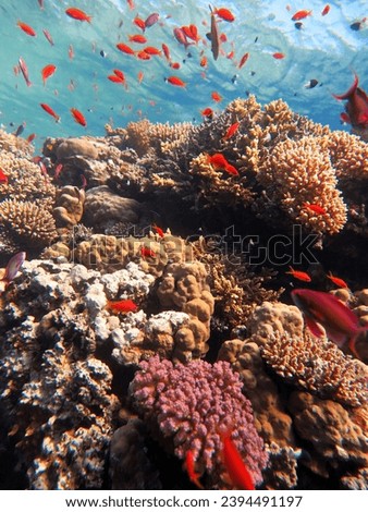 red sea fish and coral reef of blue hole dive