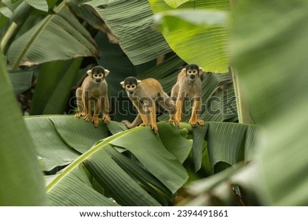 Squirrel Monkey (saimiri sciureus) family sitting on banana leaf in tambopata rainforest in peru Royalty-Free Stock Photo #2394491861