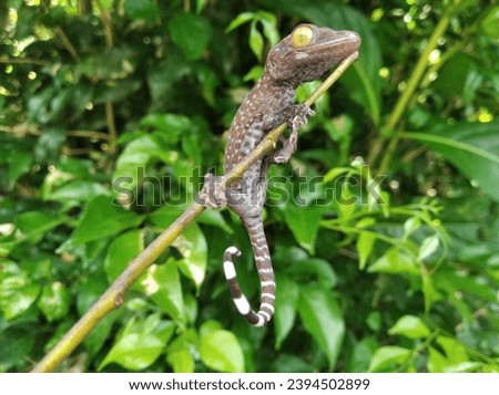 Closeup of gecko expression on wood, closeup of animal, gecko lizard, gecko pose