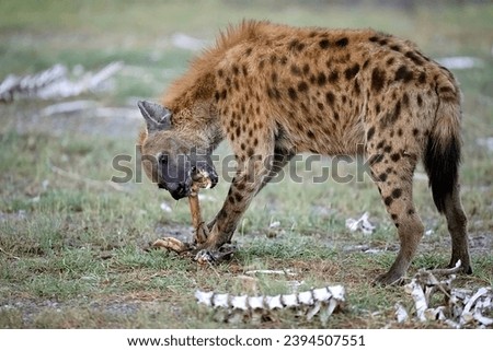Spotted Hyena (Crocuta crocuta) scavaging a carcass. Ndutu region of Ngorongoro Conservation Area, Tanzania, Africa