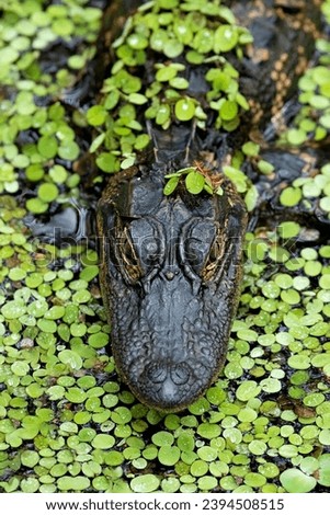 American Alligator (Alligator mississippiensis) in duckweed. Corkscrew Swamp Sanctuary, Florida Royalty-Free Stock Photo #2394508515