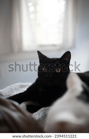 Black and White Cats Cuddling in Bed, Four