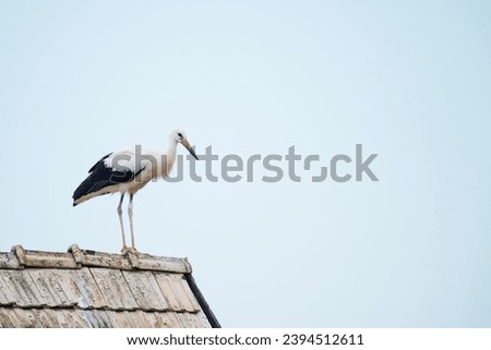 White Stork (Ciconia ciconia) Slovakia