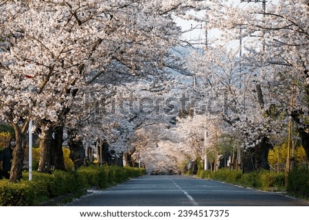Perspective view of a road under the archway of Sakura trees on a beautiful spring day, in Nagatoro 長瀞, Chichibu area, Saitama, Japan. Hanami (admiring cherry blossoms) is a popular activity in Japan Royalty-Free Stock Photo #2394517375