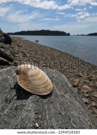 Close up picture of a sea shell resting on a rock