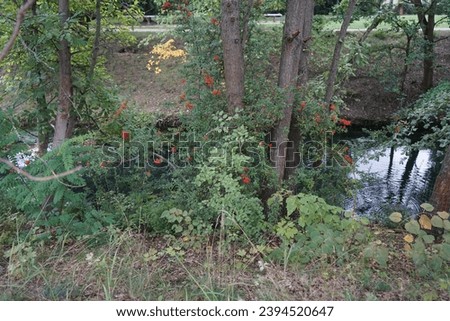 Pyracantha coccinea with orange berries grows in September near the river. Pyracantha coccinea, the scarlet firethorn is the European species of firethorn or red firethorn. Berlin, Germany Royalty-Free Stock Photo #2394520647