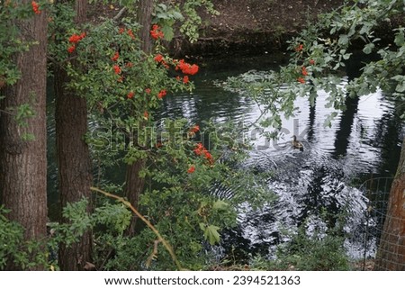 Pyracantha coccinea with orange berries grows in September near the river. Pyracantha coccinea, the scarlet firethorn is the European species of firethorn or red firethorn. Berlin, Germany Royalty-Free Stock Photo #2394521363