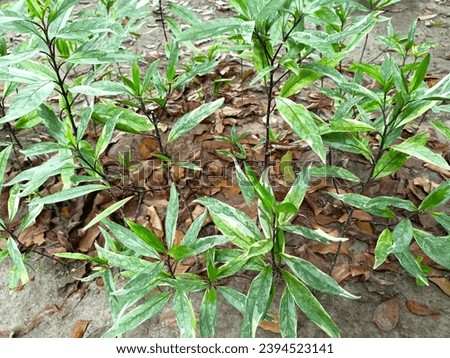 Double deer plant (Justicia gendarussa Burm) is a tropical shrub that is often found in home gardens, both growing alone and used as a living fence.