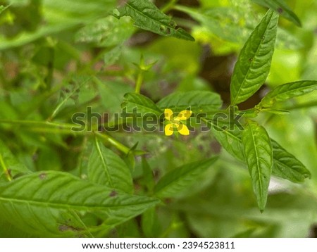 Flowers of the Ludwigia hyssopifolia plant. Ludwigia hyssopifolia, the so-called seedbox and linear leaf water primrose, is a species of flowering plant in the genus Ludwigia. Royalty-Free Stock Photo #2394523811