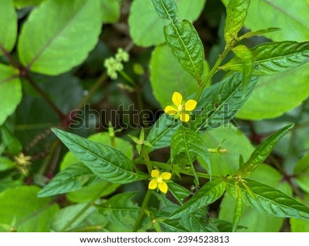 Flowers of the Ludwigia hyssopifolia plant. Ludwigia hyssopifolia, the so-called seedbox and linear leaf water primrose, is a species of flowering plant in the genus Ludwigia. Royalty-Free Stock Photo #2394523813