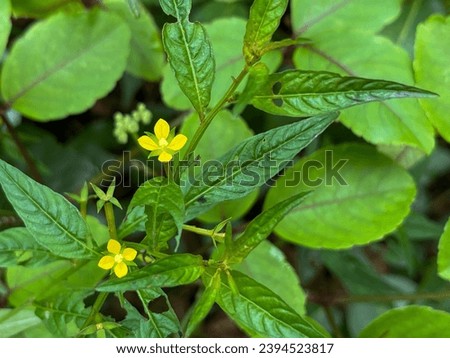 Flowers of the Ludwigia hyssopifolia plant. Ludwigia hyssopifolia, the so-called seedbox and linear leaf water primrose, is a species of flowering plant in the genus Ludwigia. Royalty-Free Stock Photo #2394523817