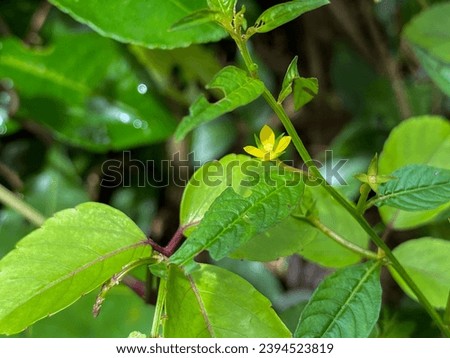 Flowers of the Ludwigia hyssopifolia plant. Ludwigia hyssopifolia, the so-called seedbox and linear leaf water primrose, is a species of flowering plant in the genus Ludwigia. Royalty-Free Stock Photo #2394523819