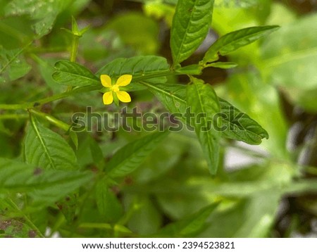 Flowers of the Ludwigia hyssopifolia plant. Ludwigia hyssopifolia, the so-called seedbox and linear leaf water primrose, is a species of flowering plant in the genus Ludwigia. Royalty-Free Stock Photo #2394523821