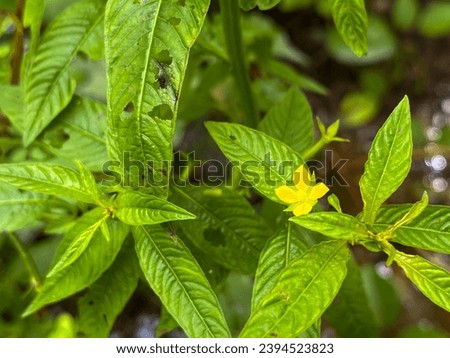 Flowers of the Ludwigia hyssopifolia plant. Ludwigia hyssopifolia, the so-called seedbox and linear leaf water primrose, is a species of flowering plant in the genus Ludwigia. Royalty-Free Stock Photo #2394523823