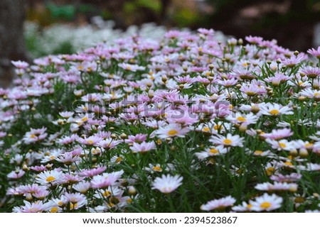 Close-up Selected Focus Spread Of Beautiful Blooming Flowers Of Marguerite Daisy Ranging From White To Purple Growing In The Garden