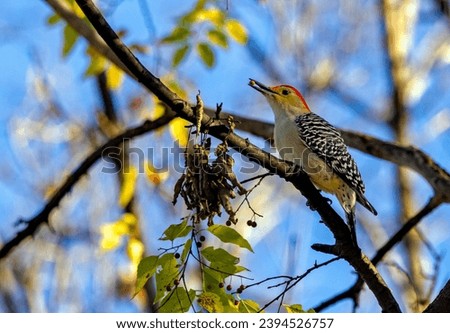 A male Red-bellied Woodpecker feeding on the fruits of a Hackberry tree, an important source of winter food for wildlife in the U.S. Royalty-Free Stock Photo #2394526757