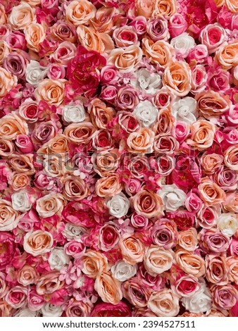Symphony in Red, Pink, and White Roses. Colorful background of flowers. Design and fashion concept photo.