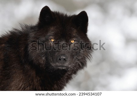 portrait of a black Canadian wolf on a blurred background