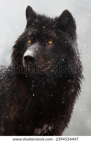 Canadian wolf against a forest background