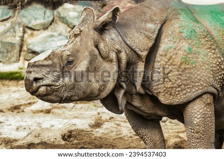 Close-up of a rhinoceros in a zoo, concept of protection, and animal lovers