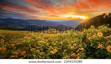 Panoramic view of Tung Bua Tong Forest Park at sunset.The famous Tourist Attraction in Khun Yuam District, Mae Hong Son, Thailand (Selective Focus).