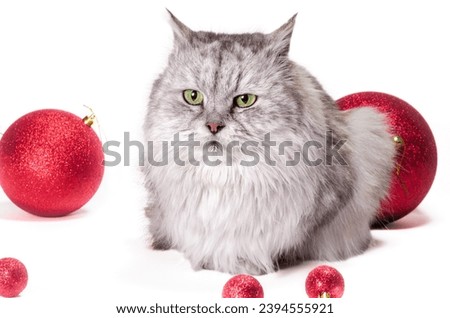 big disgruntled long-haired gray cat next to red Christmas balls on a white background