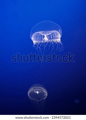 Two Jellyfish One in Focus Floating in the Deep Blue Sea Royalty-Free Stock Photo #2394572021