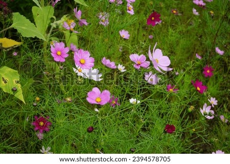 Cosmos bipinnatus blooms in September. Cosmos bipinnatus, the garden cosmos or Mexican aster, is a medium-sized flowering herbaceous plant in the daisy family Asteraceae. Berlin, Germany Royalty-Free Stock Photo #2394578705