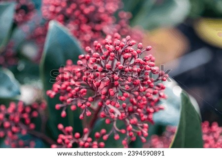 Possibly some kind of skimmia, Japanese Skimmia (Skimmia Japonica), observed in the Hague. Royalty-Free Stock Photo #2394590891