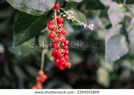 Possibly some kind of rivina, maybe Bloodberry (Rivina Humilis), cultivated. Royalty-Free Stock Photo #2394592809