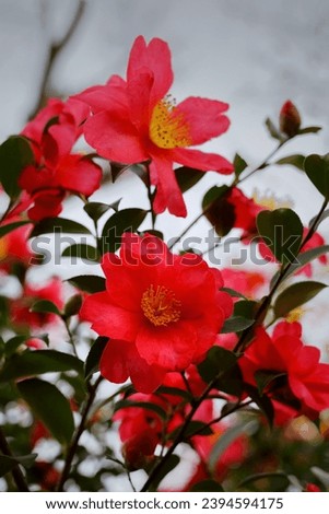 Camellia flowers blooming in winter Royalty-Free Stock Photo #2394594175