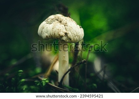 macro mushrooms in green forest