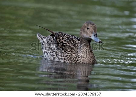 The Marbled Duck or Marbled Teal (Marmaronetta angustirostris).
